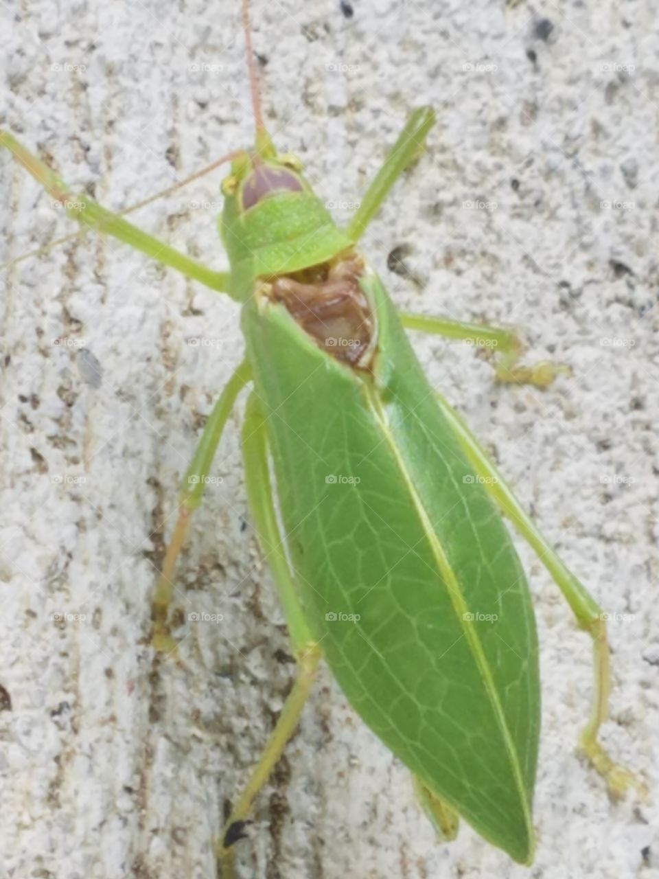 insect