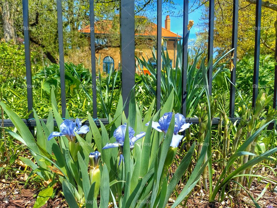 Iris Blooms