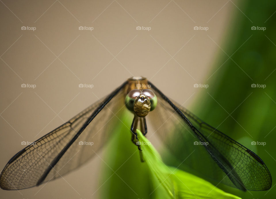 reguler dragonfly in west borneo singkawang city