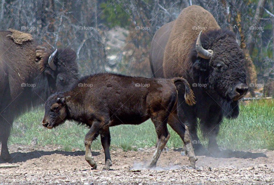 baby buffalo