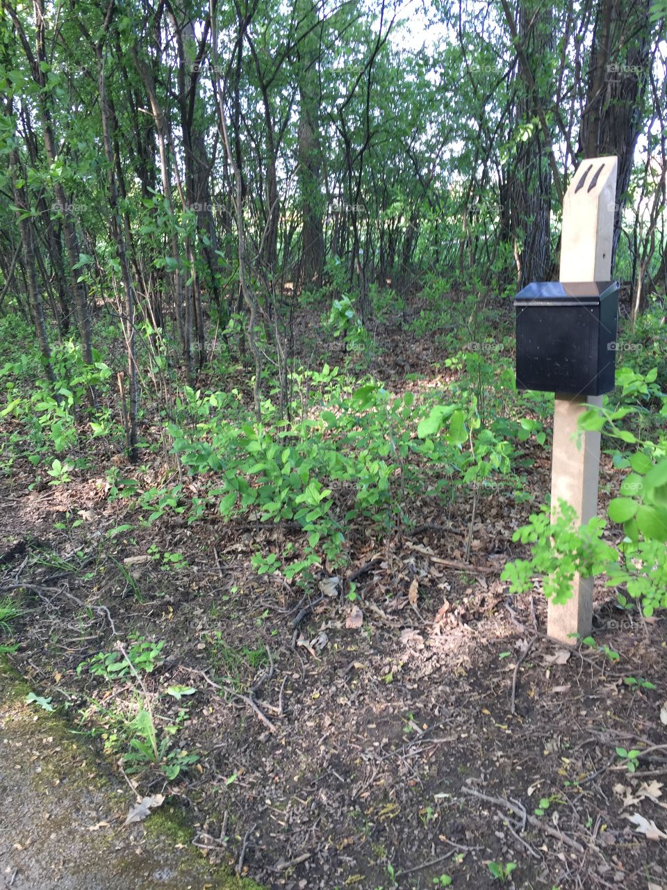 Rural mailbox
A bit of civility amidst all this wild growth