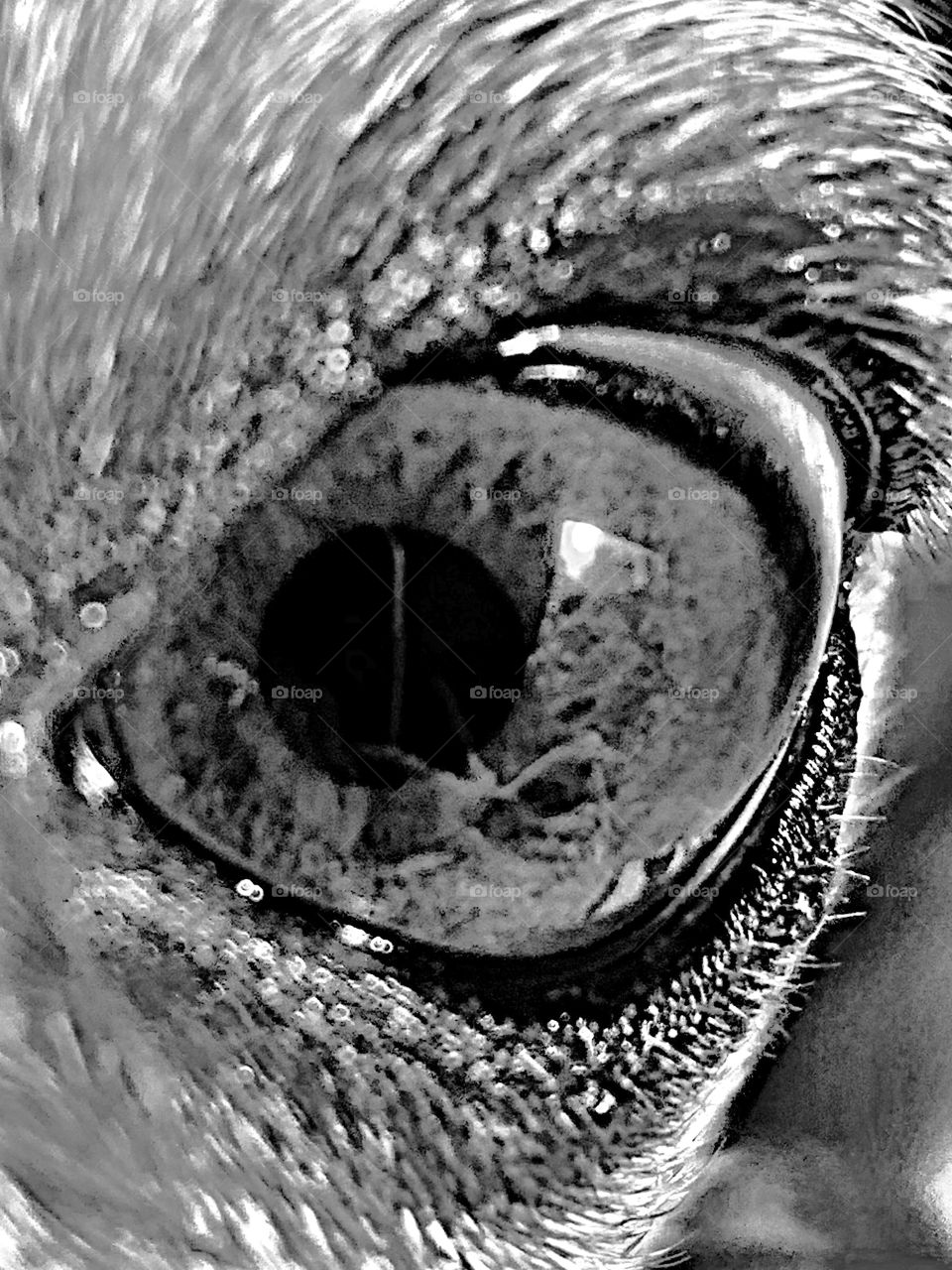 close up of my dog’s eye