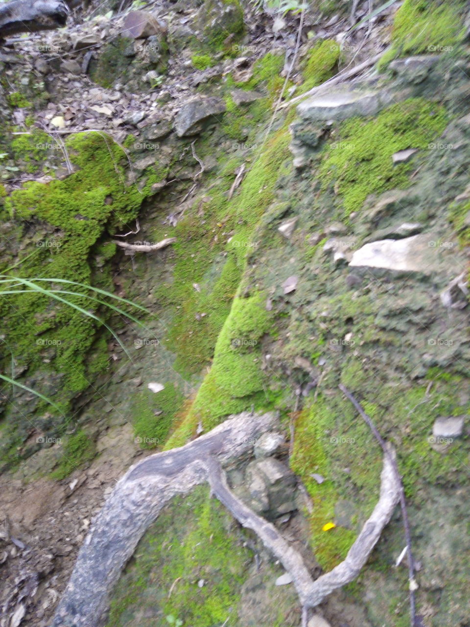 the nature of the field