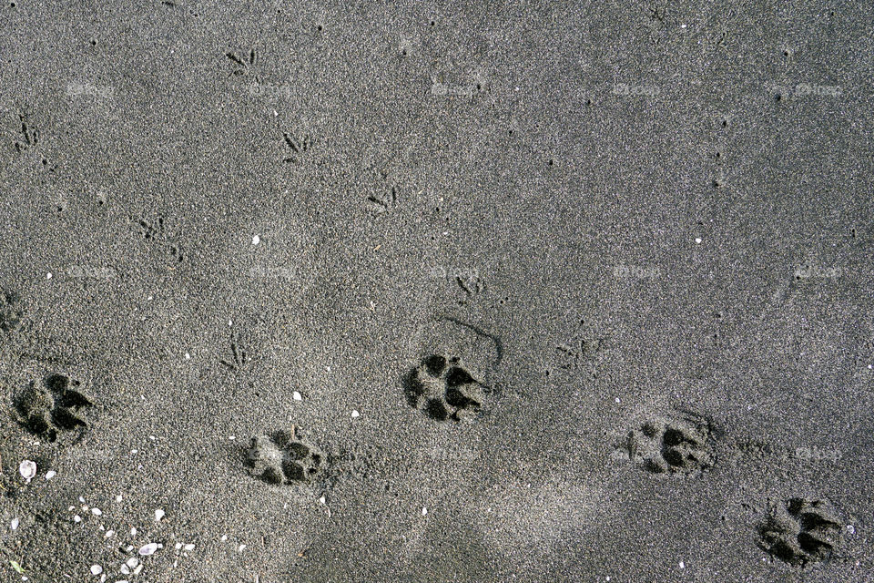 animal traces and shells in the sand at seashore