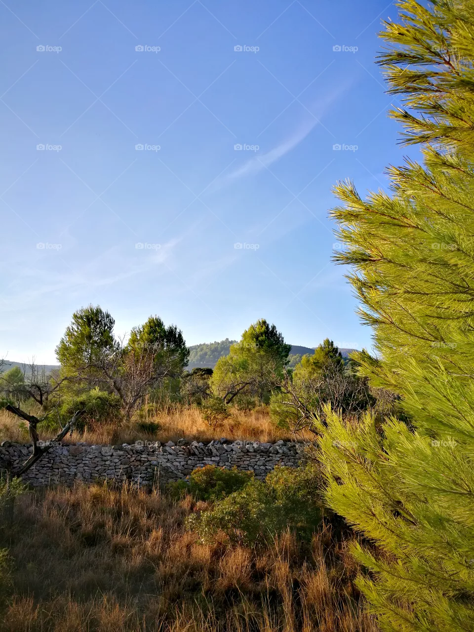 nature