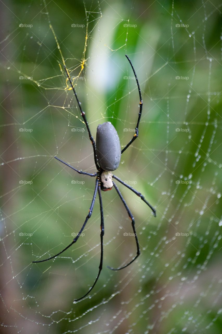 Close Up Black Poisonous Spider
