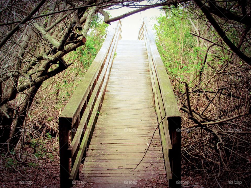 Wooden walkway in wooded area with trees and branches surrounding it 
