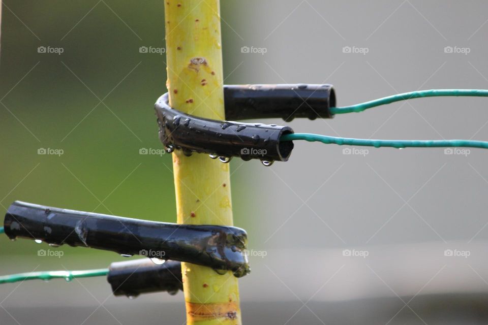Staking a tree in spring