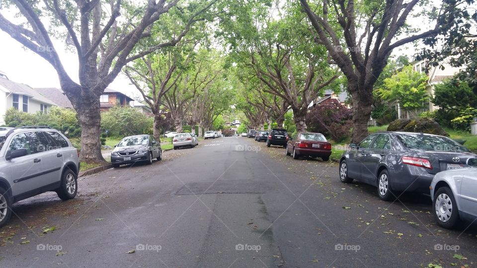 Road, Car, Environment, Landscape, Tree