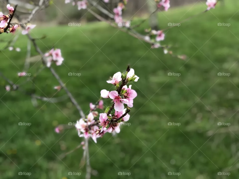 Peach tree