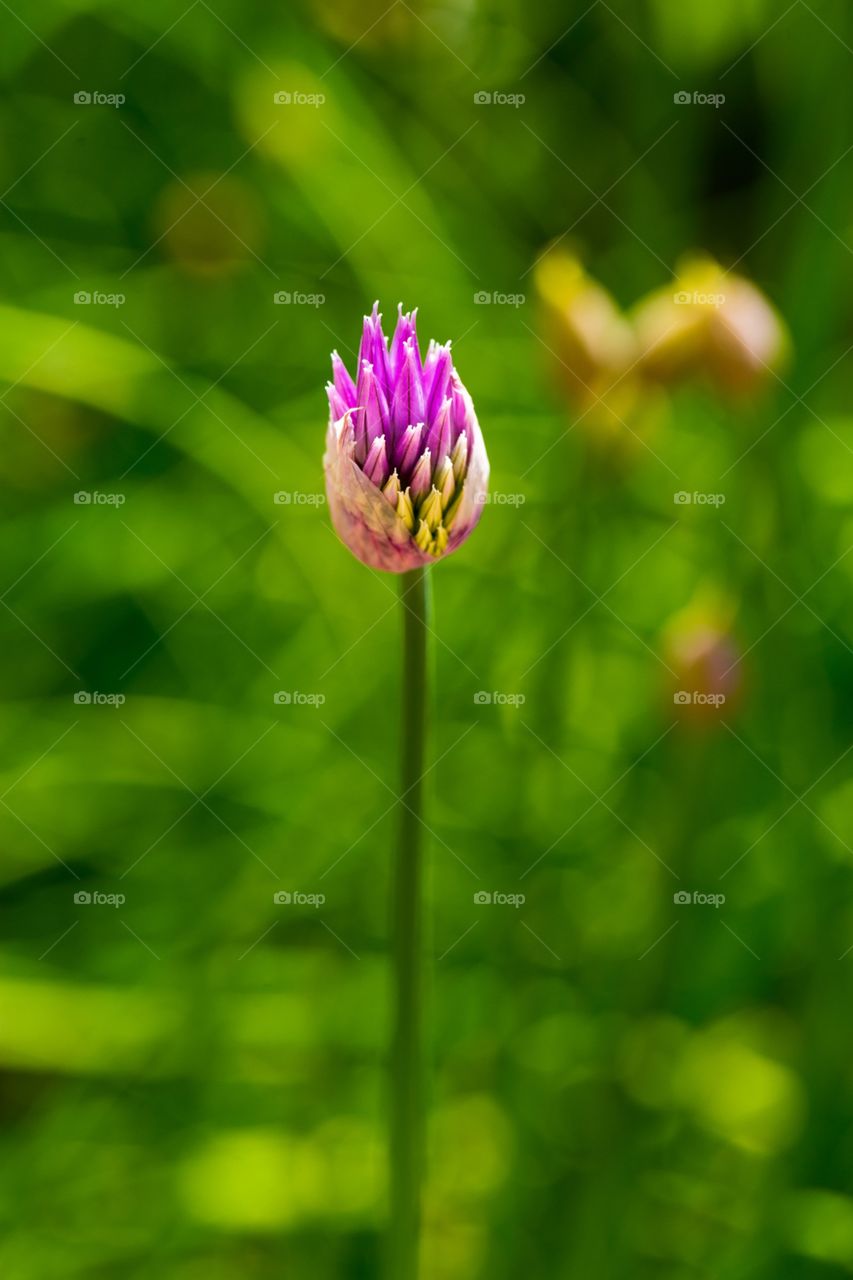 Chive Blossom