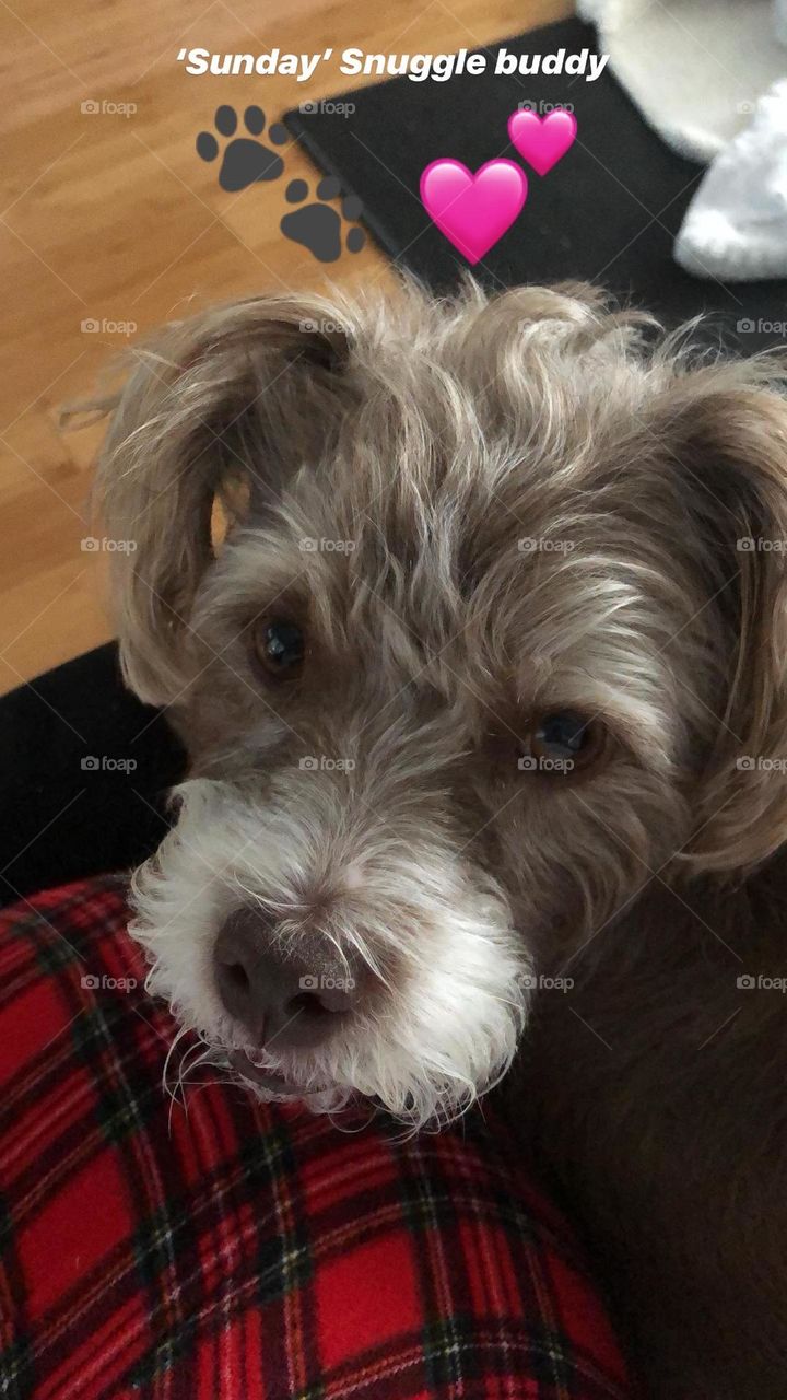 Puppy dog eyes-cuddle on the couch