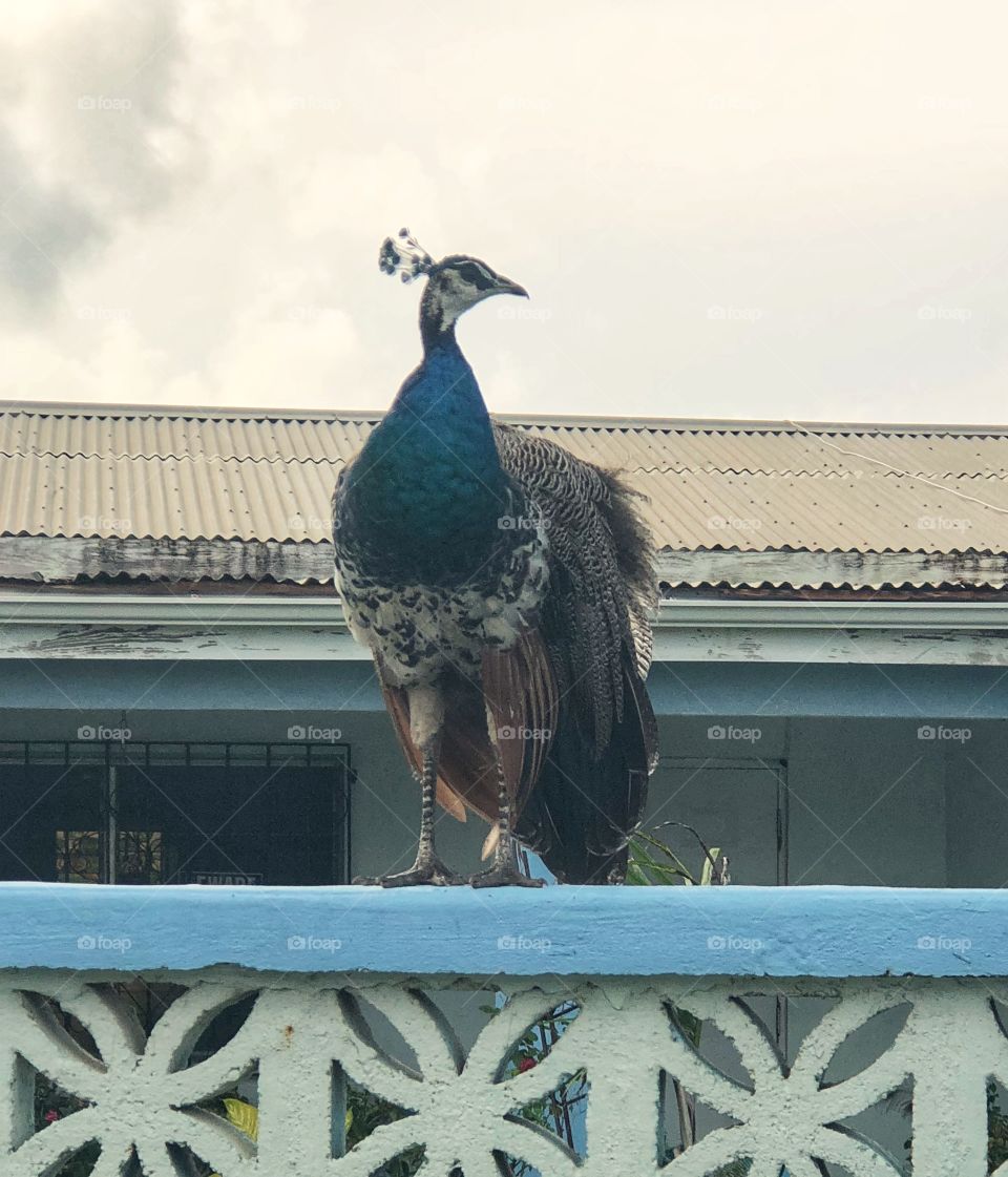 Peacock sitting on a fence