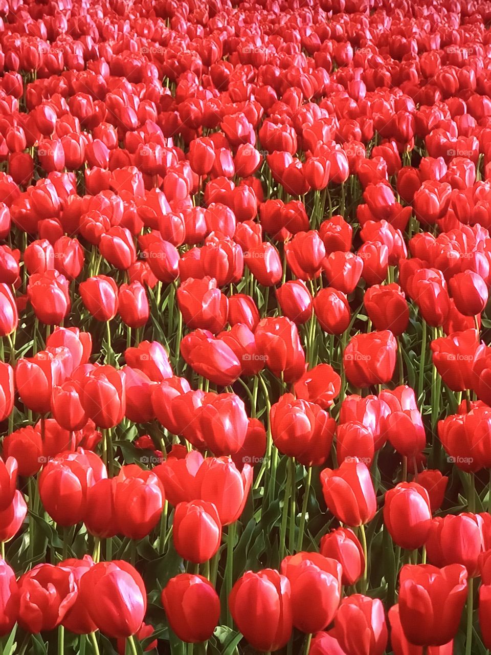 Tulip Gardens