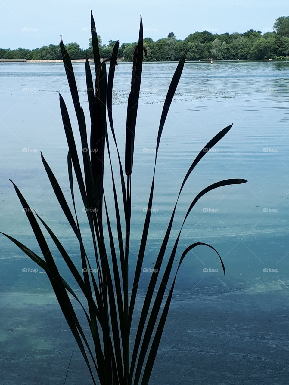 Bullrushes Beside A Kaje