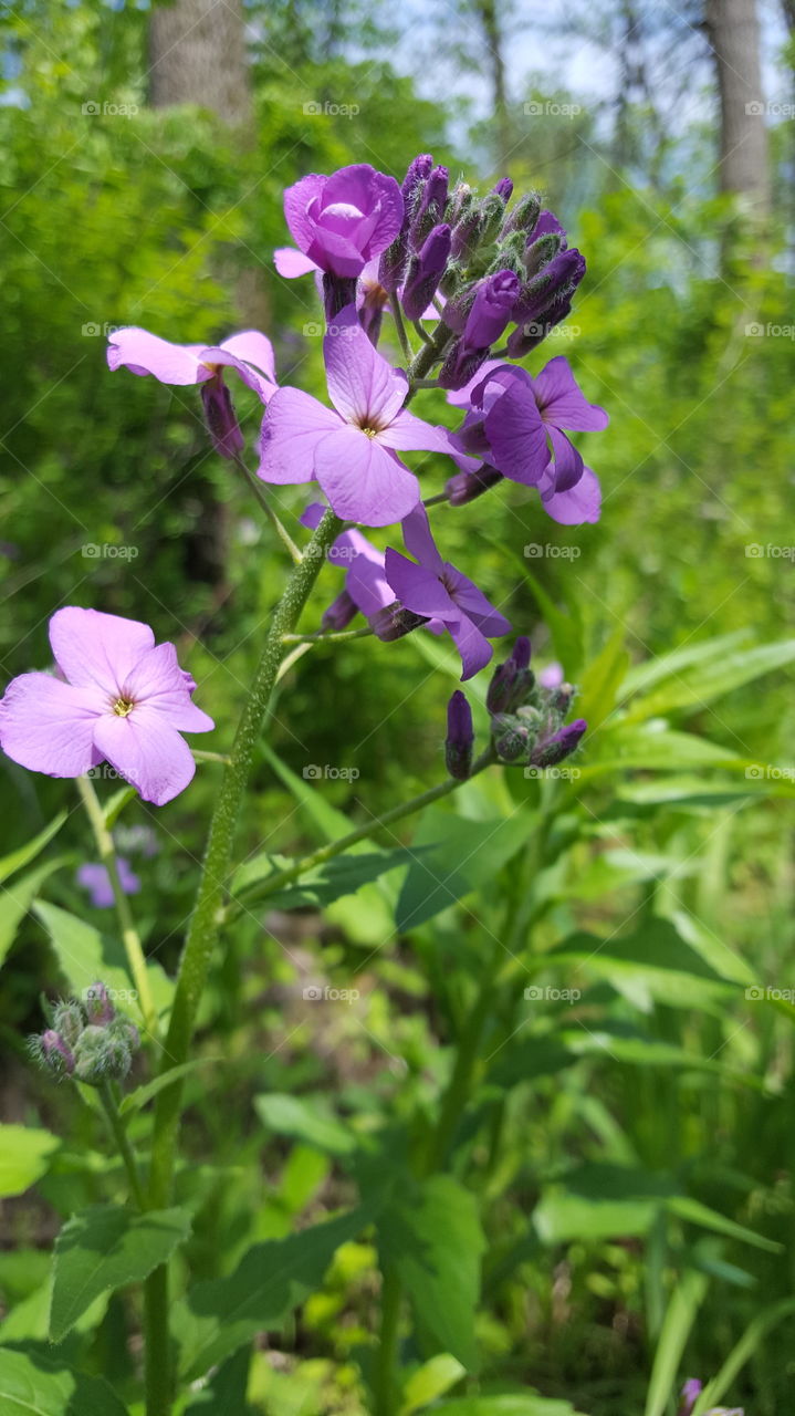 Purple Flowers Along The Trail