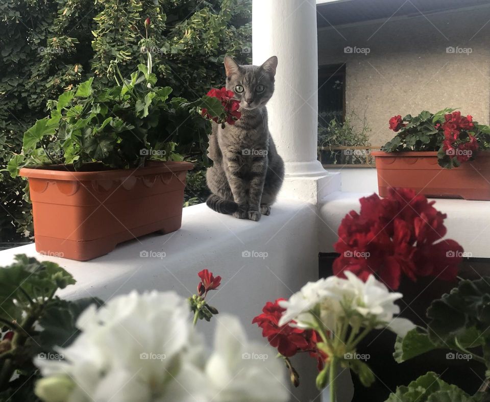 Cat and flowers 