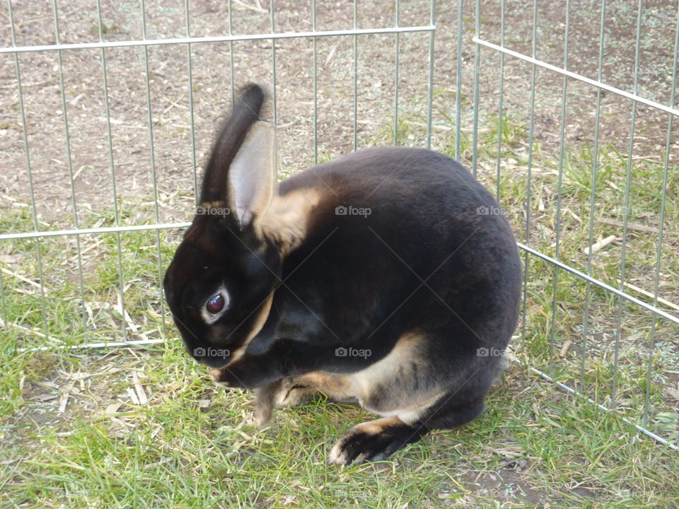 my rabbit cleaning herself