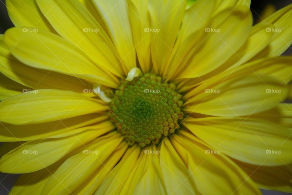 Sunshine Flower