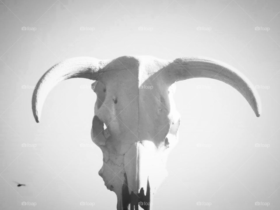 Cow Skull
