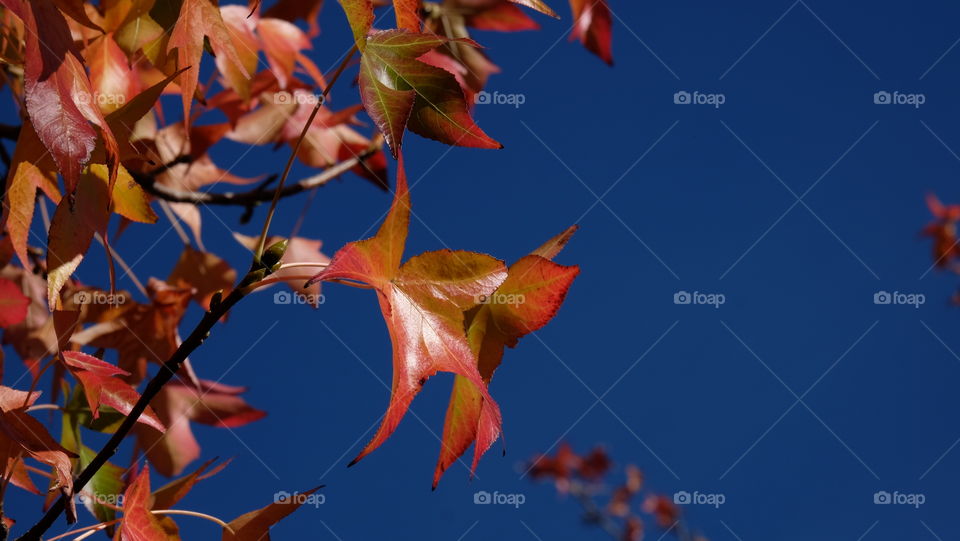 Warm colored leaves during fall