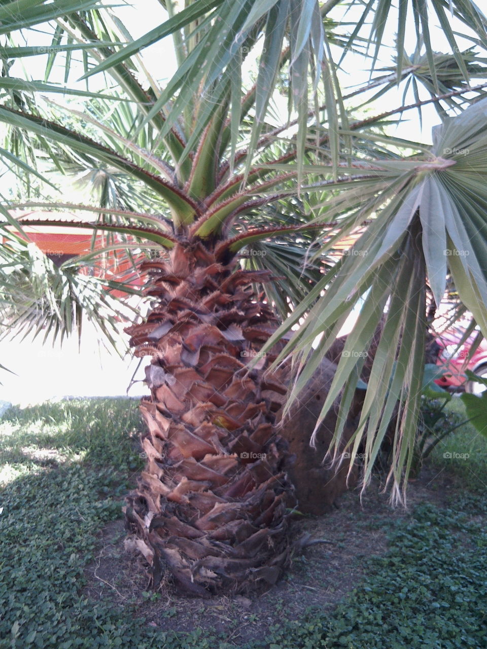 Palm with thorns