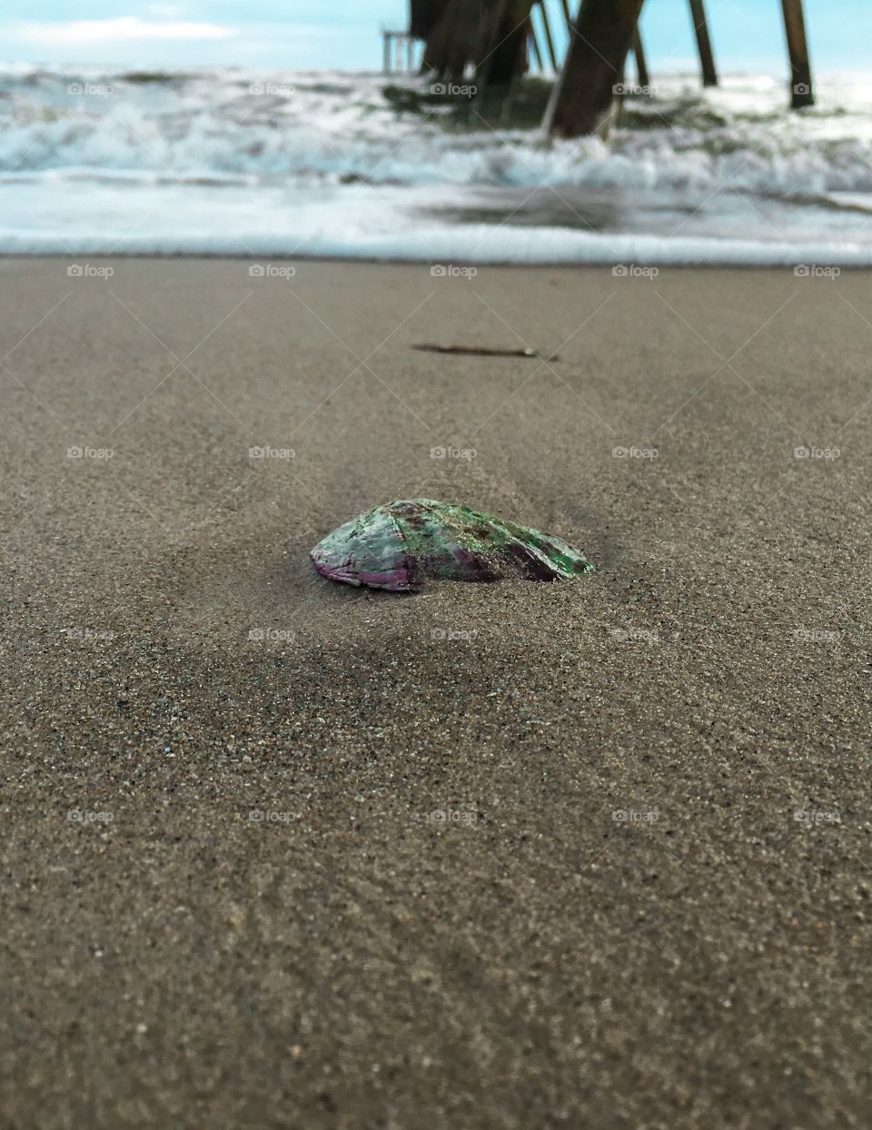 Lone seashell washed up on beach at low tide near public wharf low shot