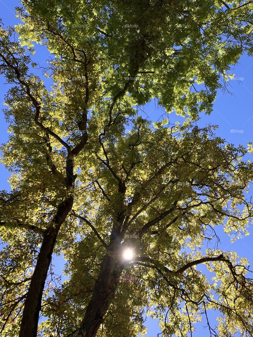 Sun behind leaves of an old tree