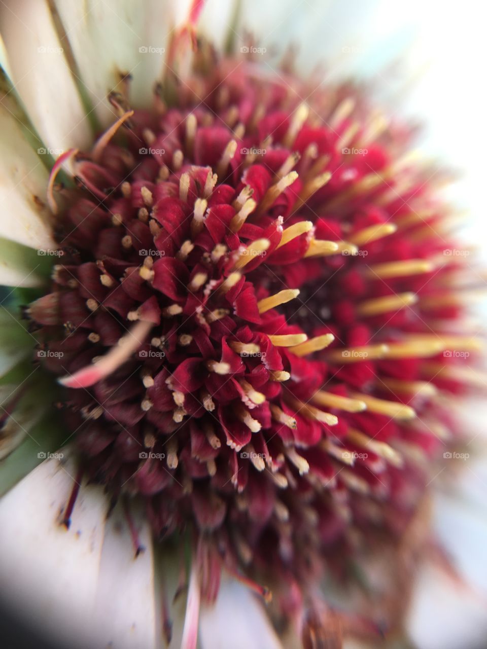 Macro shot of Gerbera