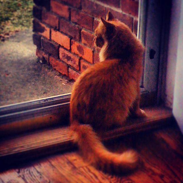 cat window rain door by tonyalynn