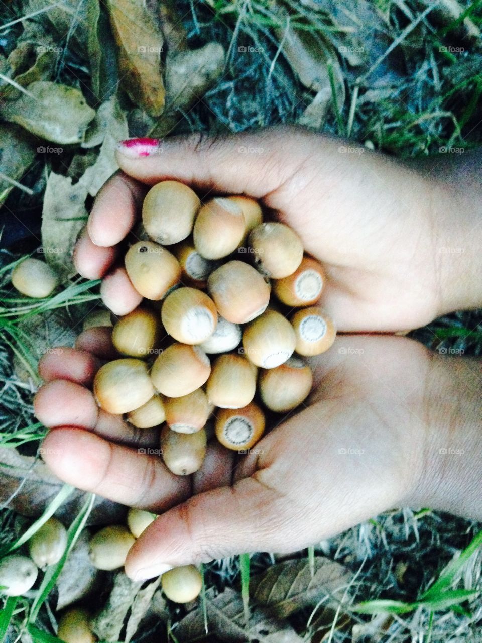 Handful of Nuts