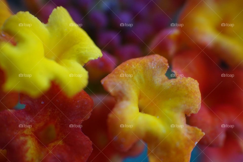 Flowers#macro#details#colors#nature