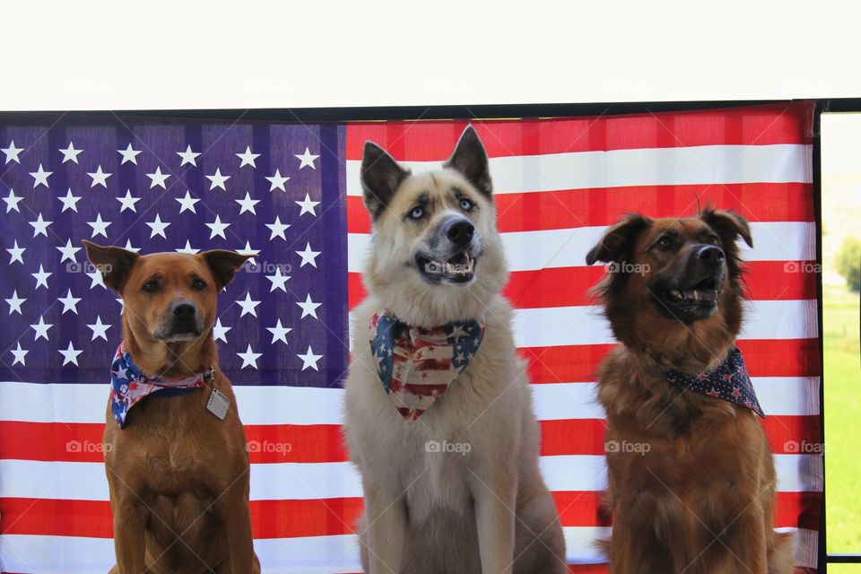 American Mutts