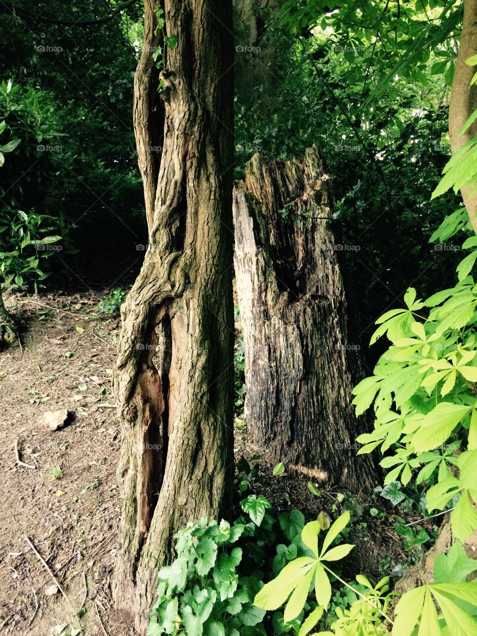 Old trees. Old rotten tree stump