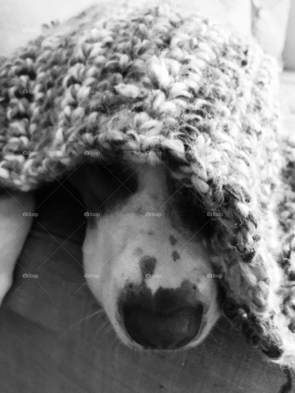 Beautiful rescue pitbull dog in his new blanket 