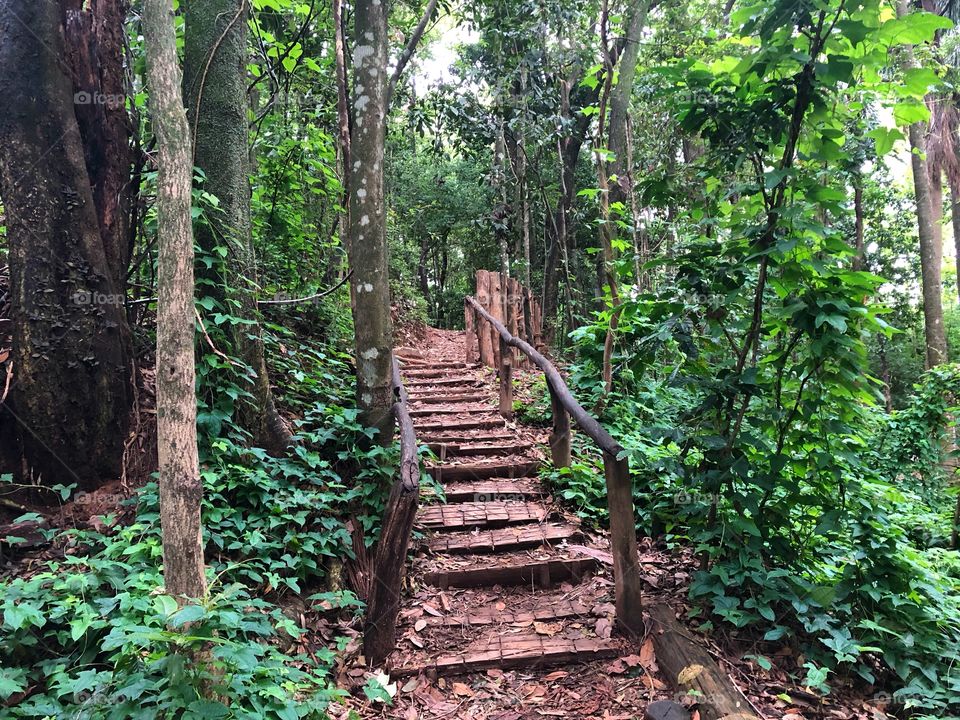 Stairs made of tree trunk on path in middle of forest