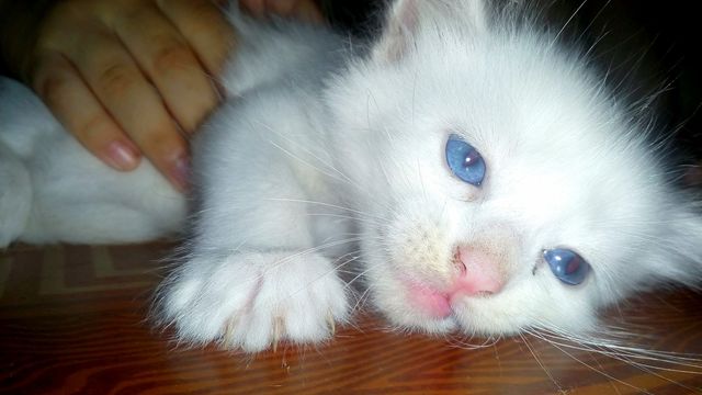 gato branco