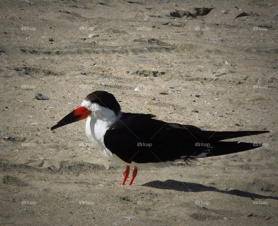 Black skimmer