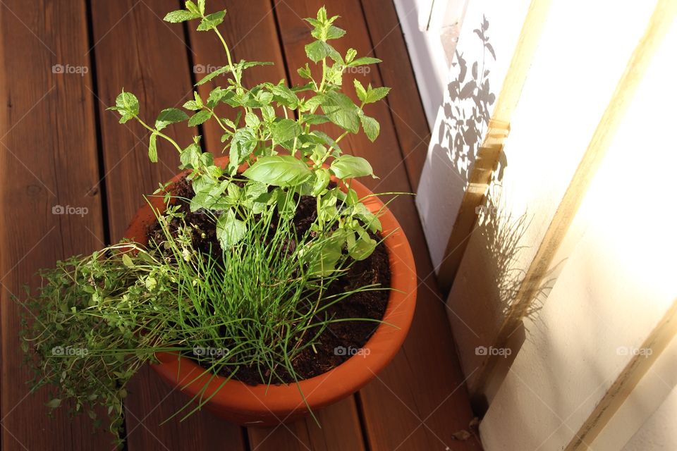 Herbs in a pot