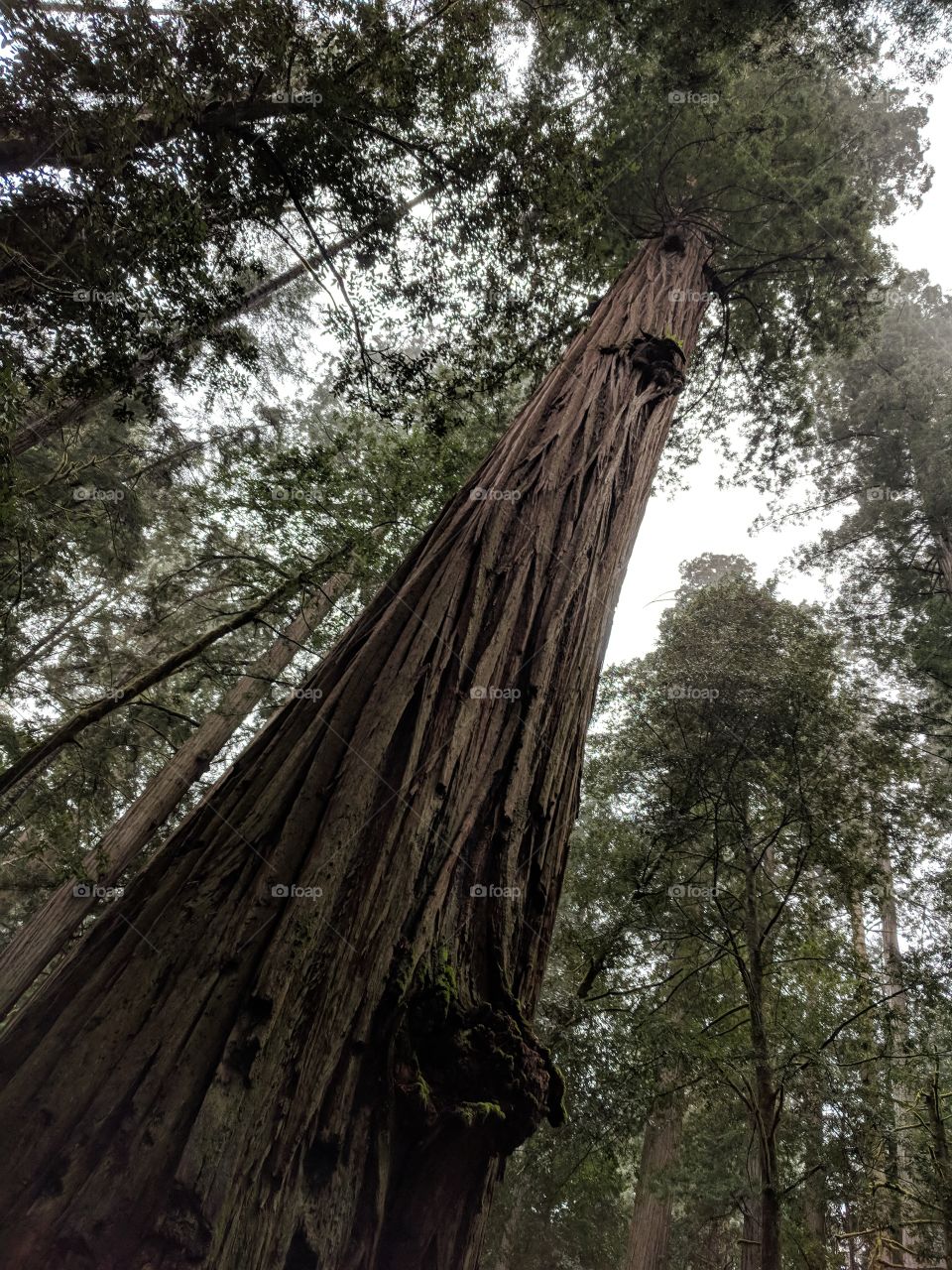 The National Redwood Forest along the coast of California, the trees are truly amazing.