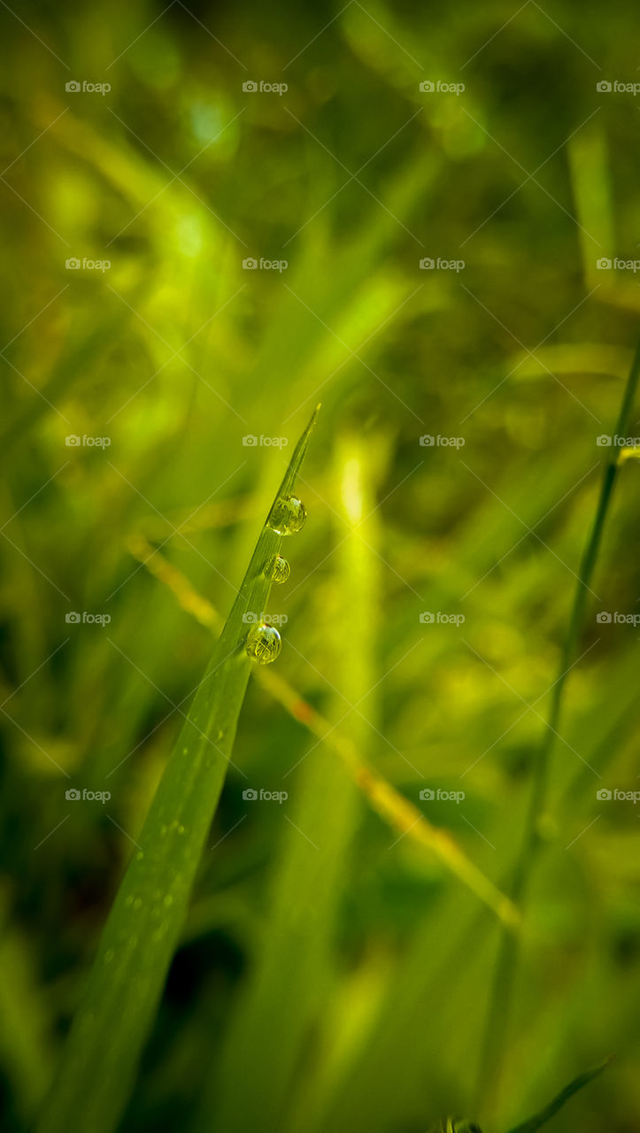 dew at the end of the grass