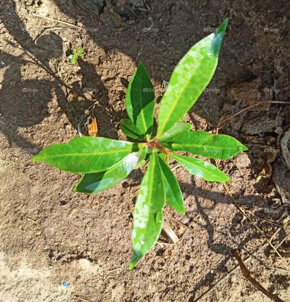 block berry plant