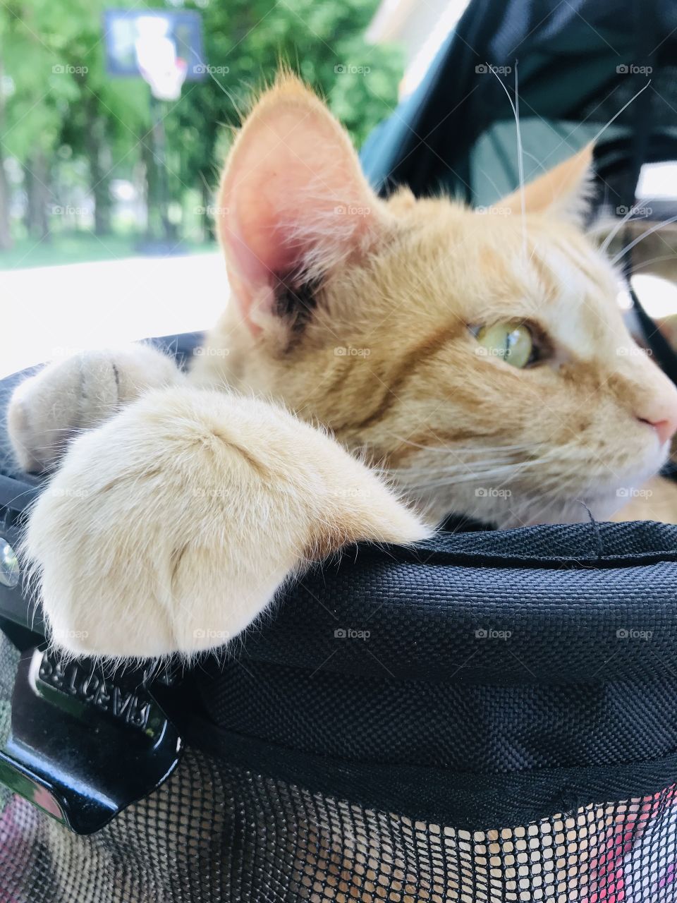 Darling orange tabby cat sitting in his stroller enjoying looking up in a nearby tree! 