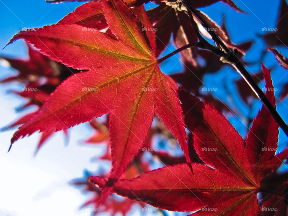 spring macro blue red by maapu