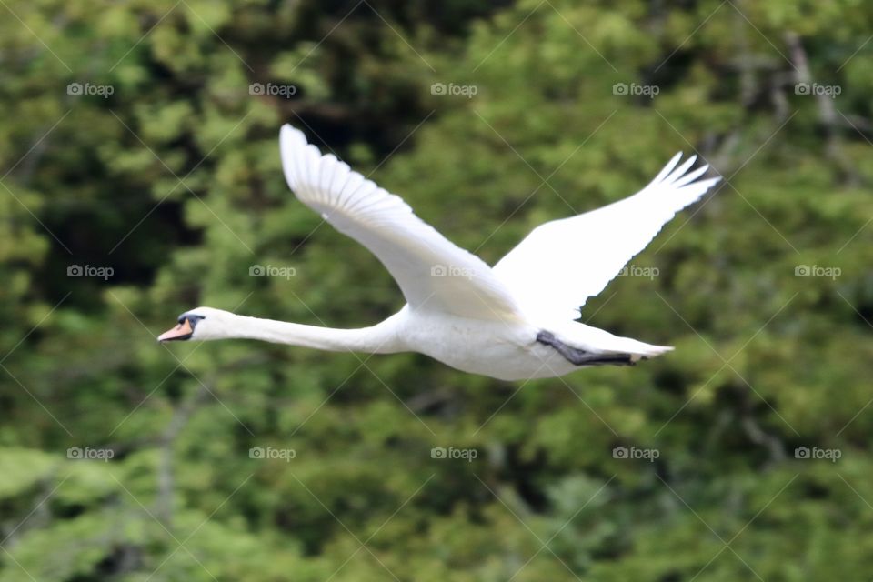 Swan in flight