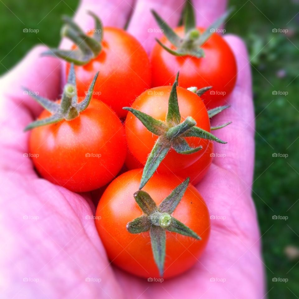 Harvest of small red tomatoes.