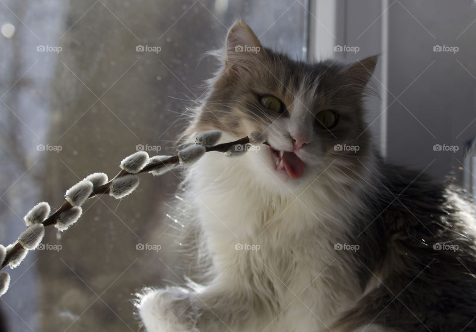 catch the moment  ! gray fluffy cat sprinkle willow. spring spirit concept
