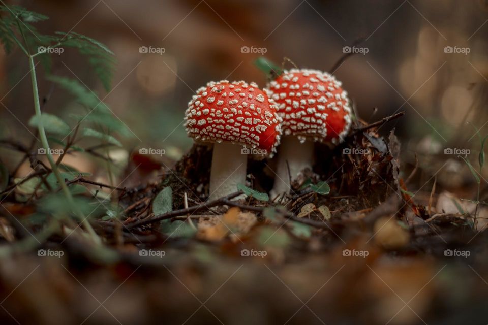 Red am Amanita mushrooms in autumn forest 