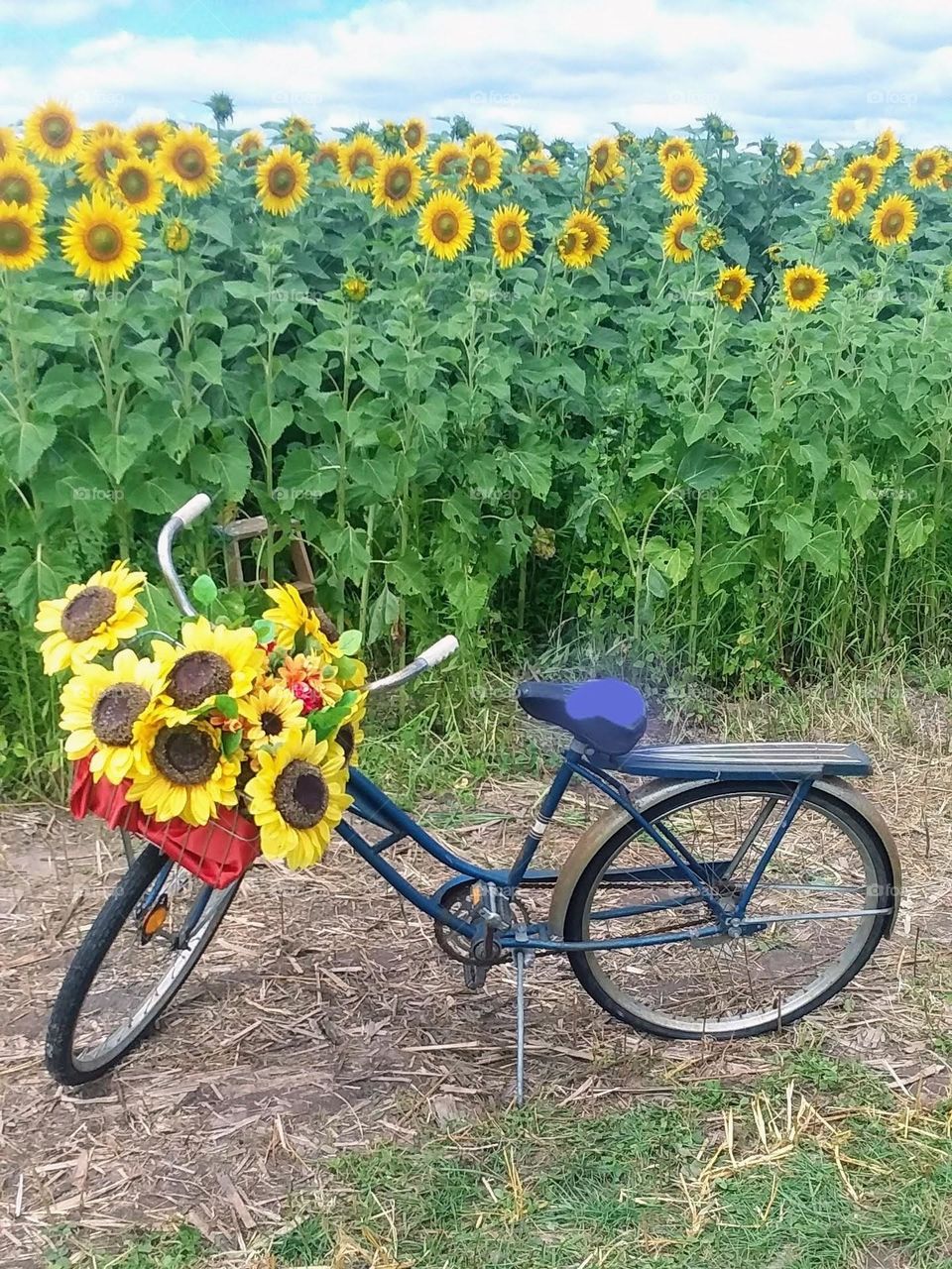 Basket Of Sunflowers