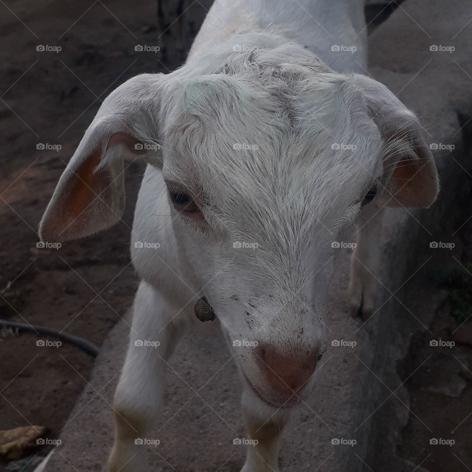 like this goat image